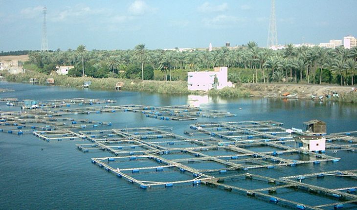 Quảng Ninh: Embrace for climate change in aquaculture